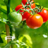 PlantClips - Support Réutilisable Pour Plantes Et Clips De Fixation