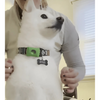 DogCatFri™ Anti-FleaPendant 1+1 GRATUIT : Pendentif Anti-Tiques Et Anti-Puces Protection
