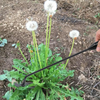 WeedRemover 1+1 GRATUIT: Ergonomique Mauvaises Herbes Enlèvement De Jardin Outil