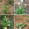 WeedRemover 1+1 GRATUIT: Ergonomique Mauvaises Herbes Enlèvement De Jardin Outil
